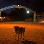 Luiz Braga, Cão errante no Jubim, 2013, Ilha de Marajó, PA (600x399)