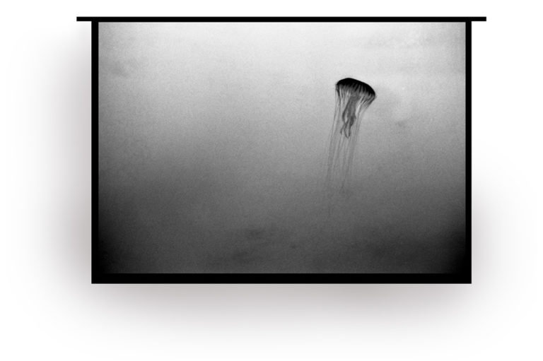 Movimento e transparência na fotografia.